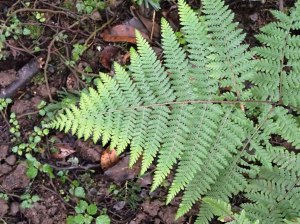 Hypolepis rugulosa - Ruddy Ground Fern