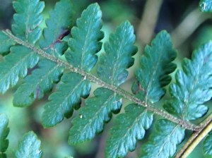 Hypolepis rugulosa - Ruddy Ground Fern
