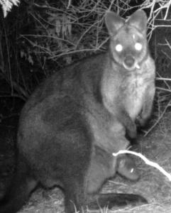 Wallaby with Passenger