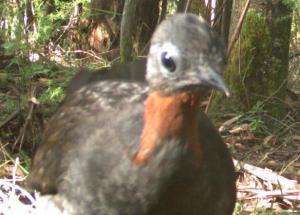 Lyrebird 2