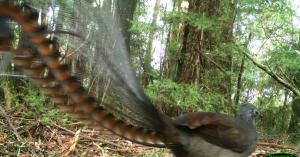 Lyrebird