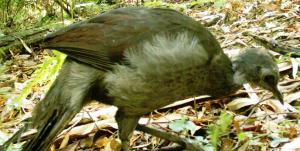 Lyrebird