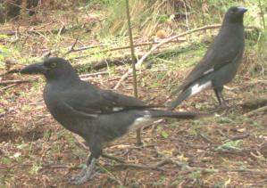 Pied Currawongs