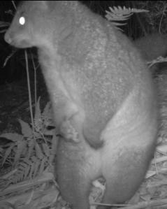 Possum on Hind Legs