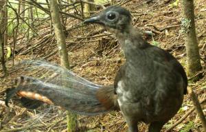 Superb Lyrebird