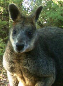 Swamp Wallaby