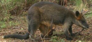 Tail sticking out of Pouch