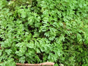 Hymenophyllum cupressiforme - Common Filmy-fern