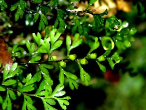 Hymenophyllum cupressiforme - Common Filmy-fern