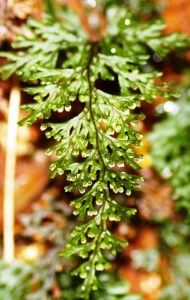 Hymenophyllum australe - Austral filmy-fern