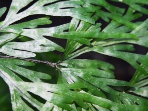Hymenophyllum flabellatum - Shiny Filmy-fern