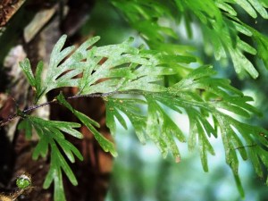 Hymenophyllum flabellatum - Shiny Filmy-fern