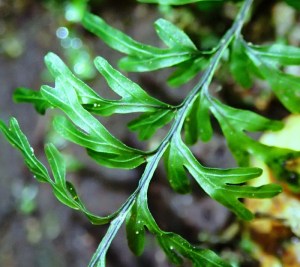 Hymenophllum rarum - Narrow-leaf Filmy-fern