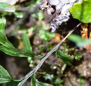 Hymenophllum rarum - Narrow-leaf Filmy-fern