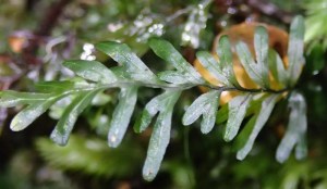 Hymenophllum rarum - Narrow-leaf Filmy-fern