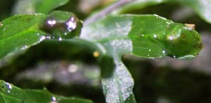Hymenophllum rarum - Narrow-leaf Filmy-fern