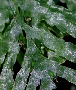 Polyphlebium venosum - Veined Bristle-fern