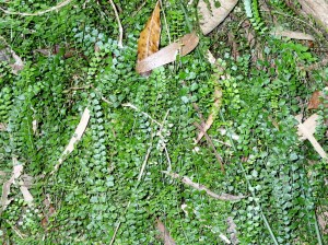 Asplenium flabellifolium - Necklace Fern