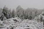 Plantation across the road from Tarra Bulga copping a battering.
