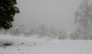 Planted Blackwood Trees