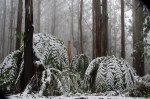 Tree fern fronds bending down under the weight of the snow.