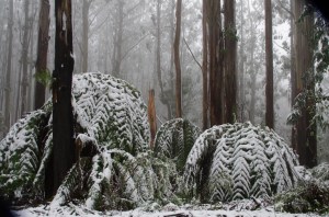 Tree fern fronds bending down under the weight of the snow.