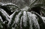 Tree fern fronds bending down under the weight of the snow.