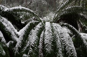 Tree fern fronds bending down under the weight of the snow.