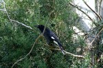 Pied Currawong