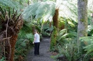 Freshly Cleared Walking Tracks