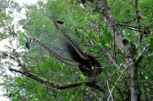 Superb Lyrebird