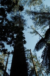 Blanket Leaf and Mountain Ash