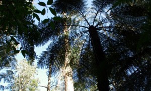 Blue sky above the Tree Ferns
