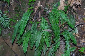 Gristle Fern
