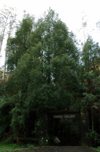 Sassafras at Tarra Valley Entrance