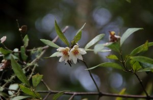 Sassafras Flowers