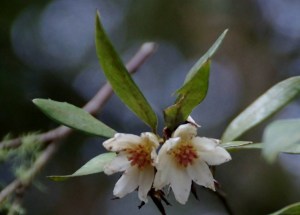 Atherosperma moschatum - Southern Sassafras