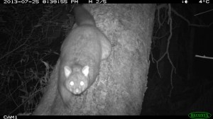 Brushtail Possum