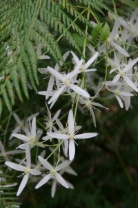 Clematis glycinoides - Forest Clematis