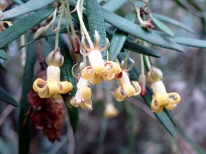 Pittosporum bicolor - Banyalla