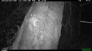 Sugar Glider - From Behind