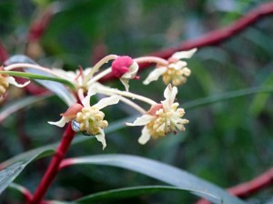 Tasmannia lanceolata - Mountain Pepper