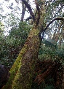 Wider view of the old tree