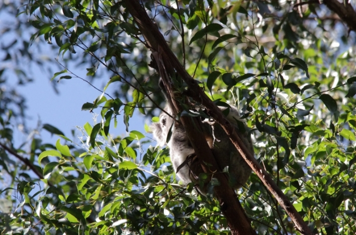 Koala in Tarra Bulga