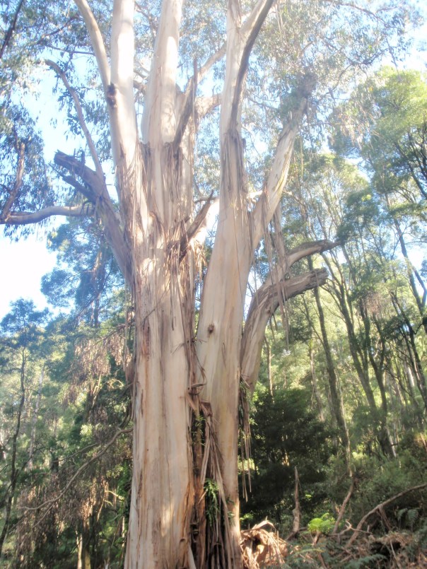 Local Koala Food Tree - Mountain Grey Gum
