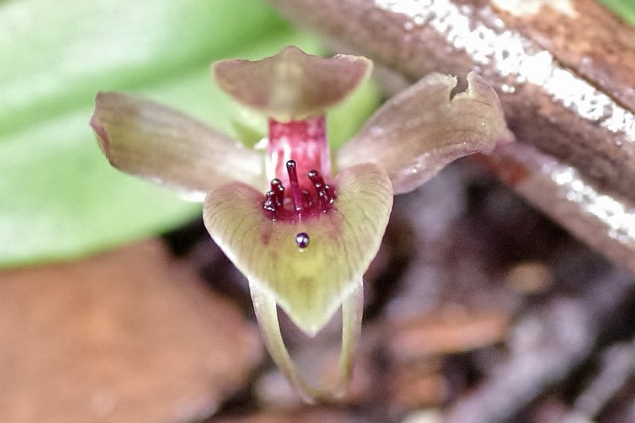 Common Bird Orchid - Chiloglottis valida 