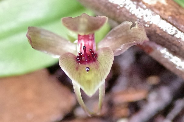 Common Bird Orchid - Chiloglottis valida 