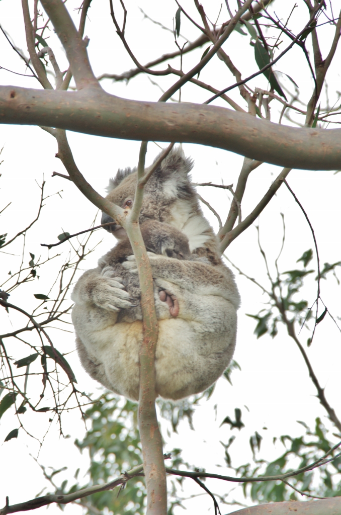 Koala mother in a defoliated tree in at Cape Otway