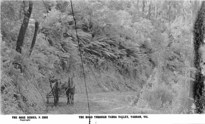 The Road Through Tarra Valley (Source: State Library of Victoria)