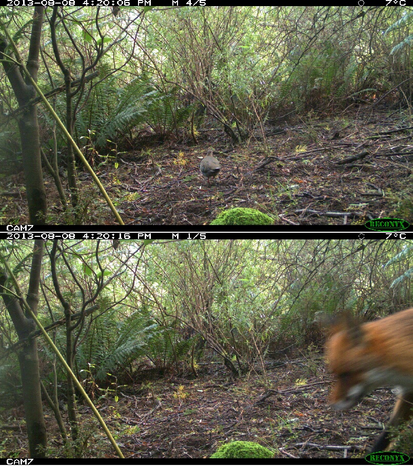 Brush Bronzewing and a Fox